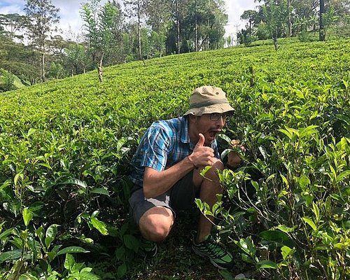 Tea estate tours and dining